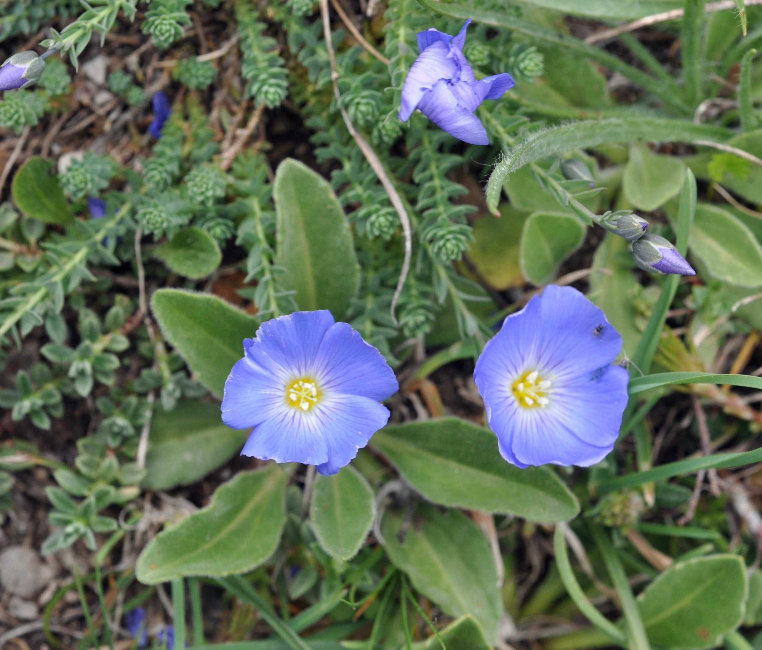 Linum punctatum / Lino punteggiato